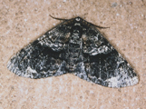 Phthonandria pinguis